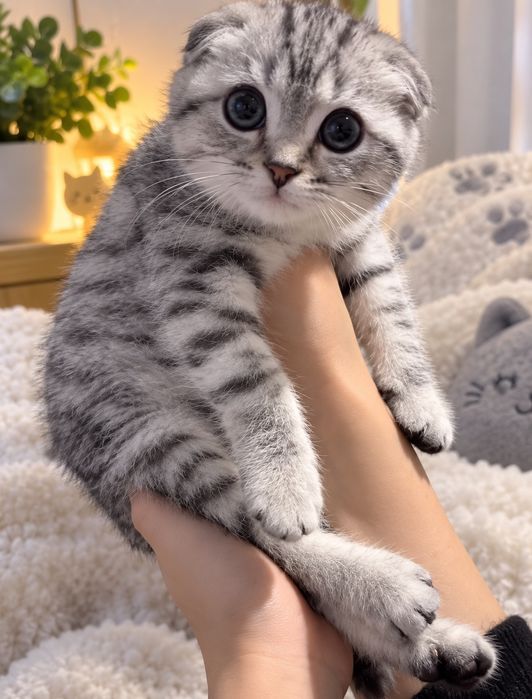 Шотландский вислоухий