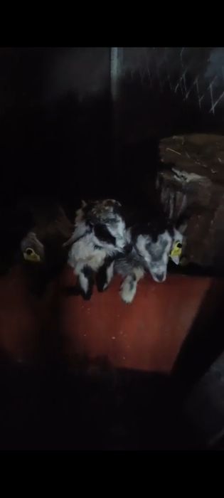 Продам козлят шустрые