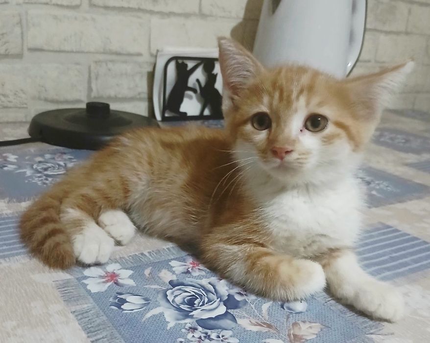 Пристраивается котёнок мальчик