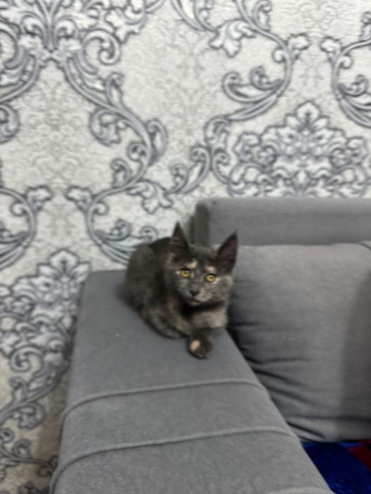 Отдам котенка даром