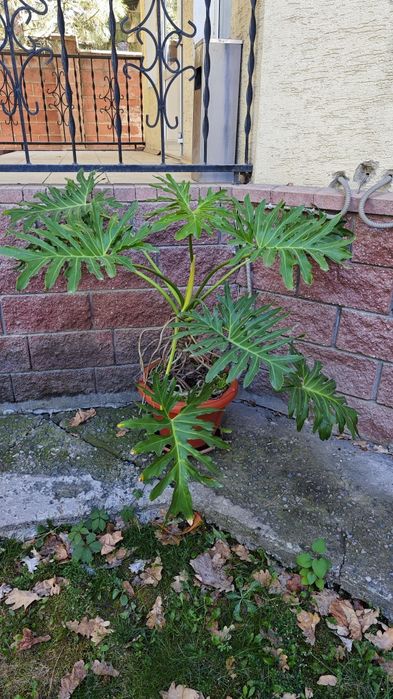 Продам Филодендрон 

1 / 2
Филодендрон

1 / 2
Филодендрон