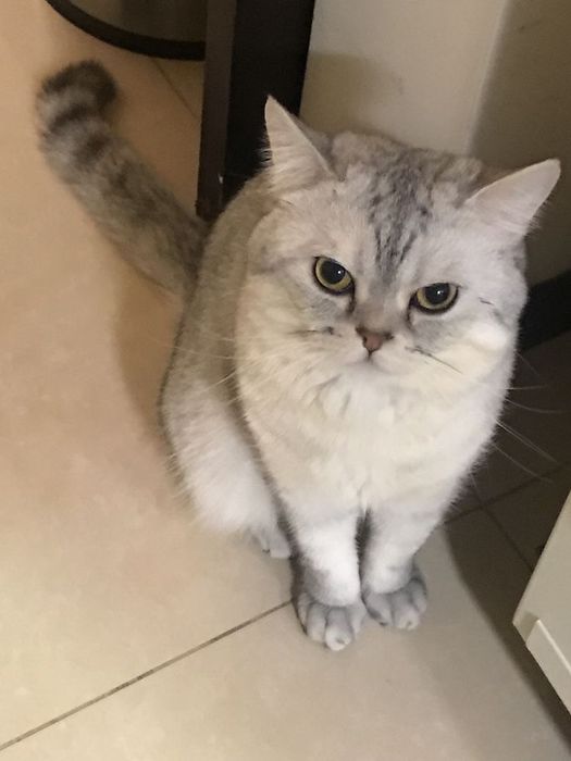 Котята скоттиш фолд