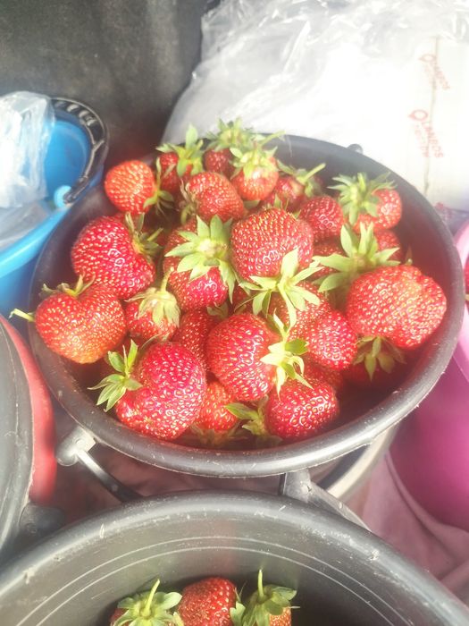 Продам клубнику .