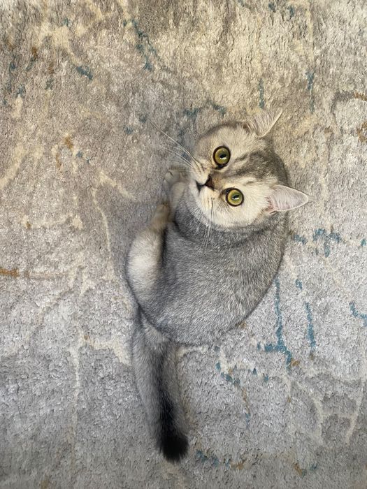 Продам котенка серебристая шиншилла скоттиш-фолд