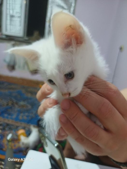 Кошка с котятами ищут дом
