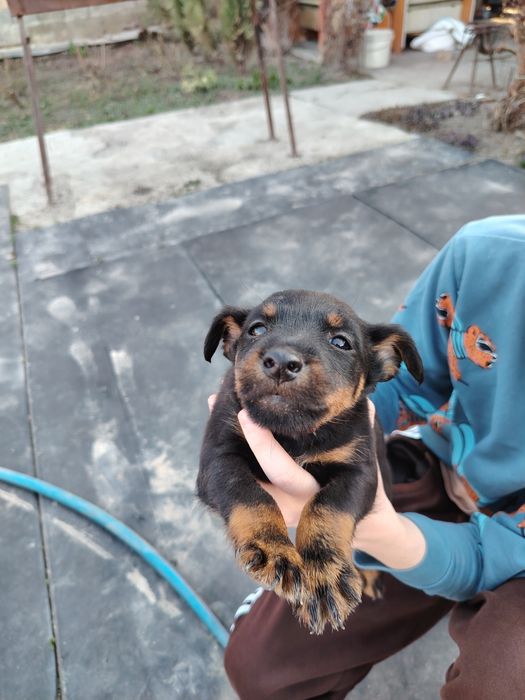 Продам щенков ягдтерьера