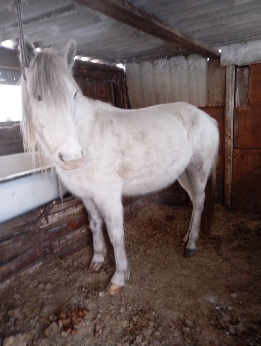 Продам кобылу 5лет