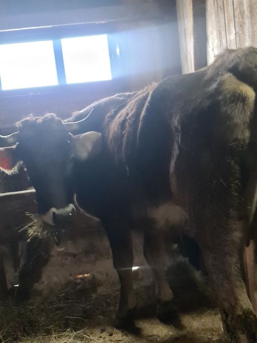 Vand junica la prima fatare