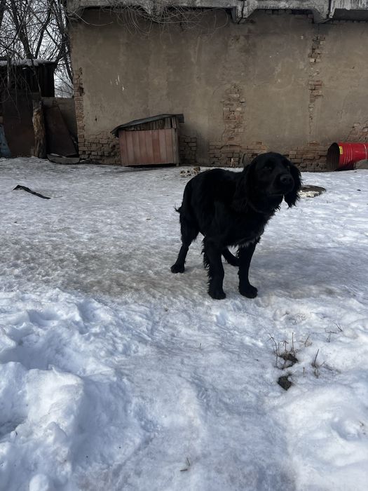 Собака 100% рабочий с гарантии