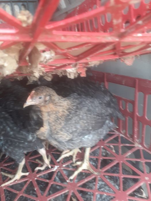 Puii Albi de carne și rasa mixta