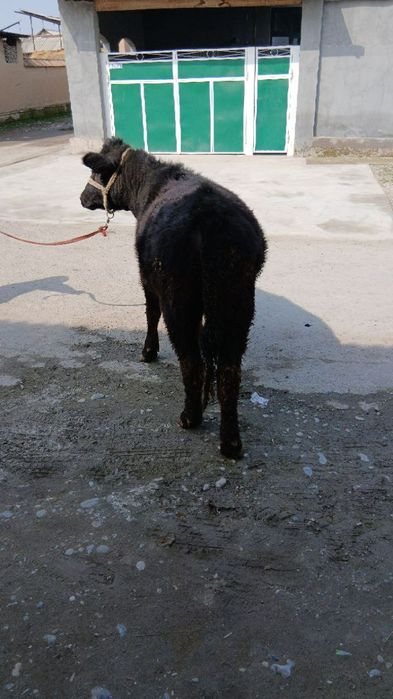 Angus gunajin sotiladi