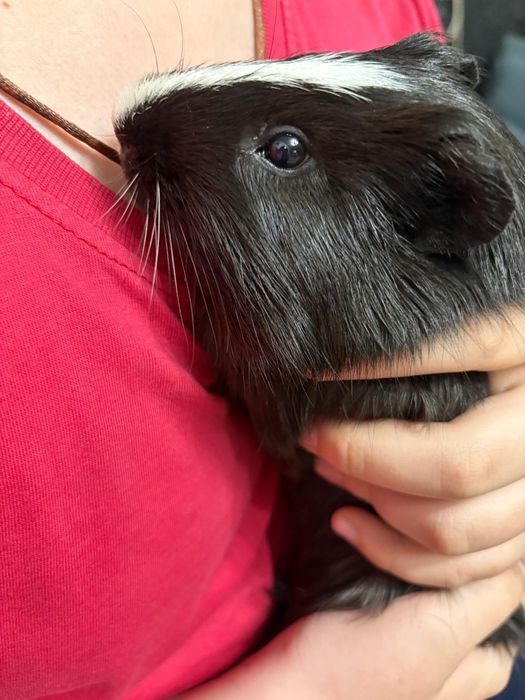 Морская свинка мальчик