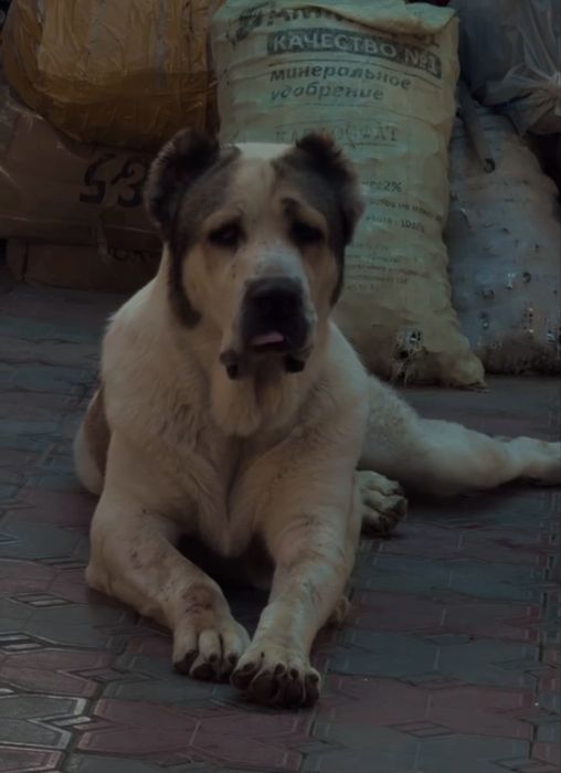 Срочно продаю сабаку Алабай