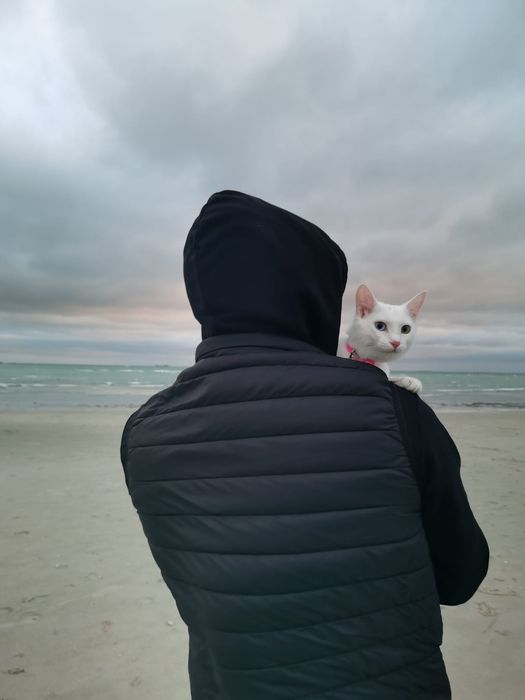 Вязка/ищем кота.