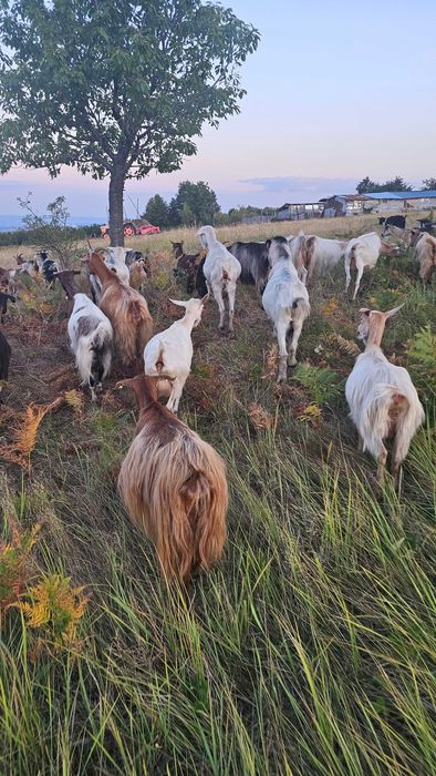 Capre de lapte carpatine românești