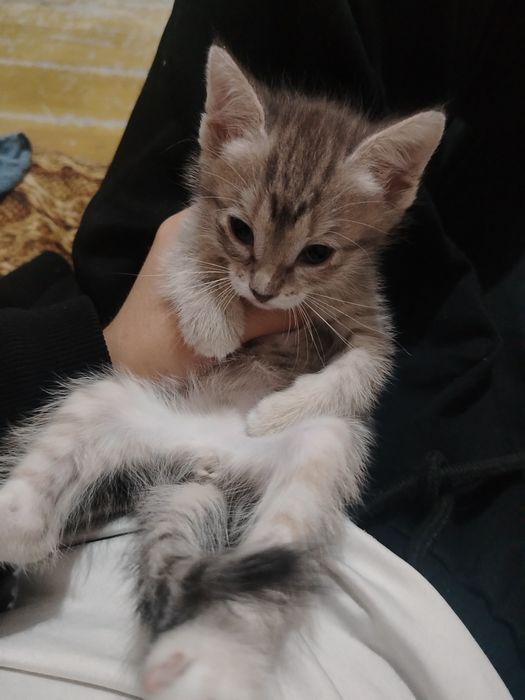Отдам котят в добрые руки