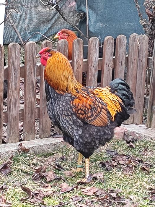 Vând cocos Wiandotte pe negru