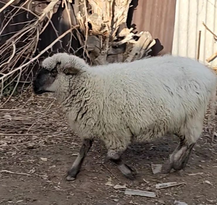 Продам жирного барана