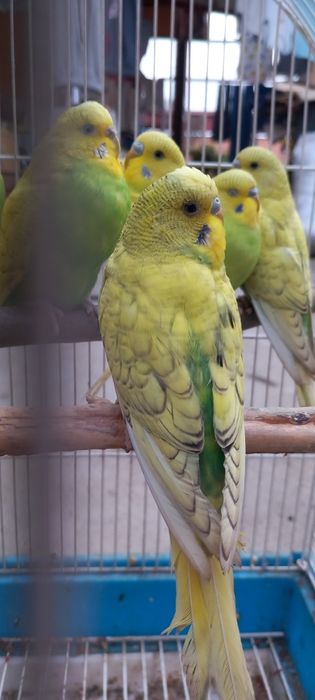 Papagali perusi si rossela