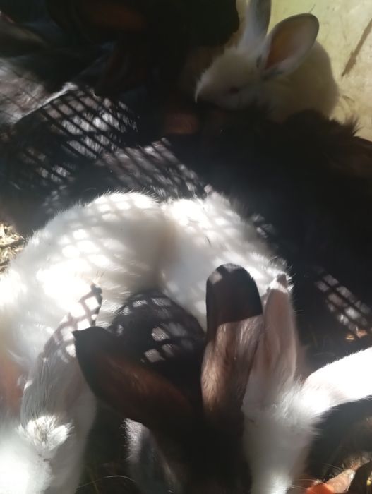 Pui de iepuri de casă