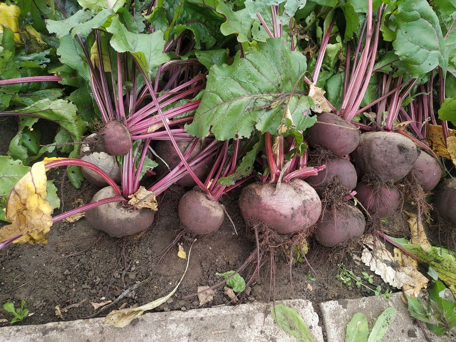 Продам свеклу домашнюю