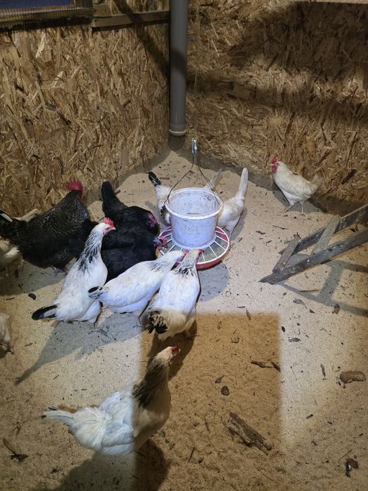 Куры несушки доминант