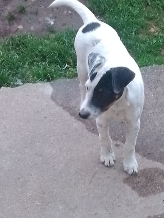 Jack Russel terrier