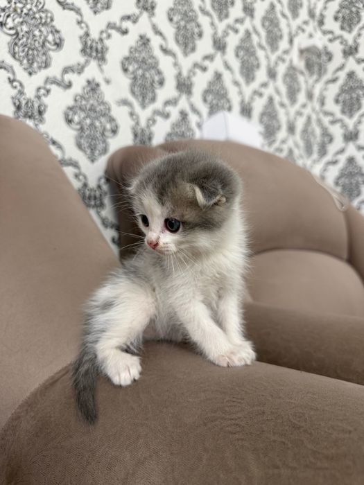Продается котенки вислоухие
