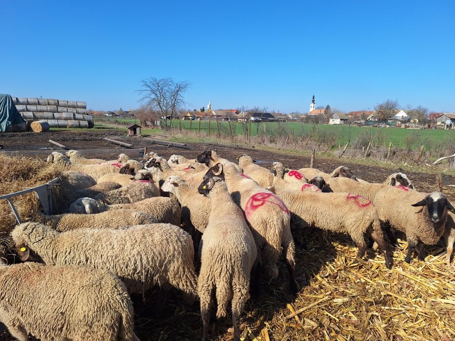 Vand 10 berbeci Tigai de ținut!
