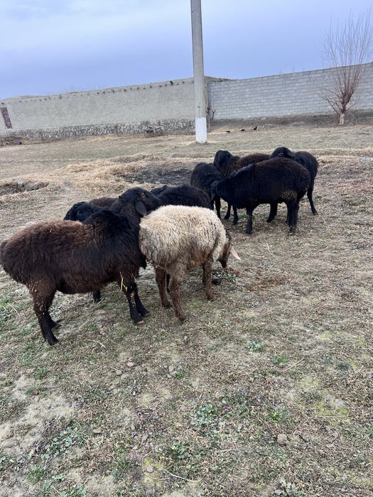 Кучкорлар сотилади тез ва арзон