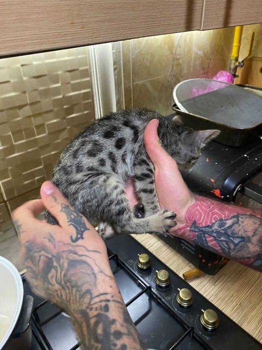 редкий черный бенгальский котенок