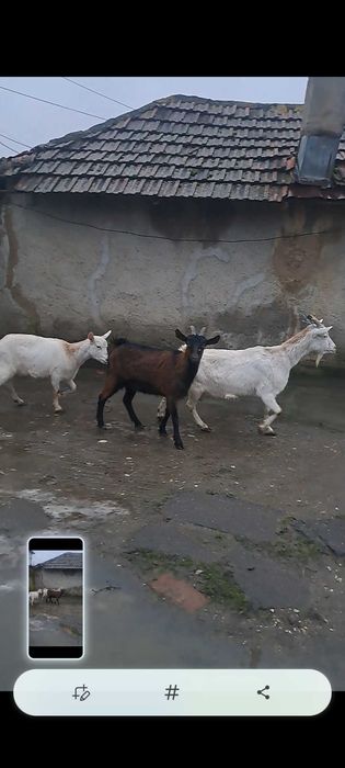 3 capre gestante vand sau schimb