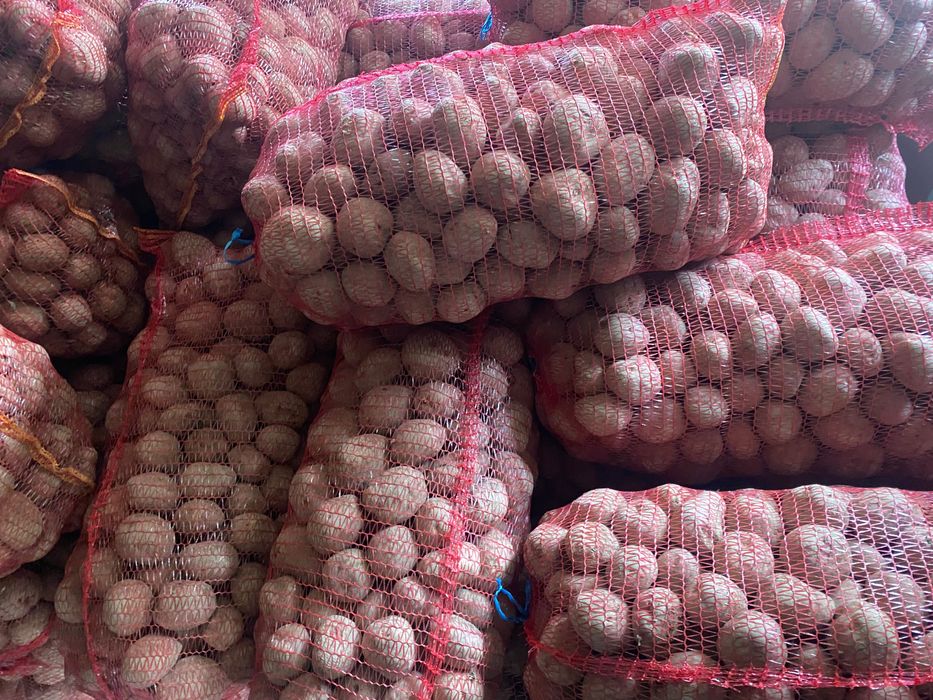 Cartof consum Bellarosa