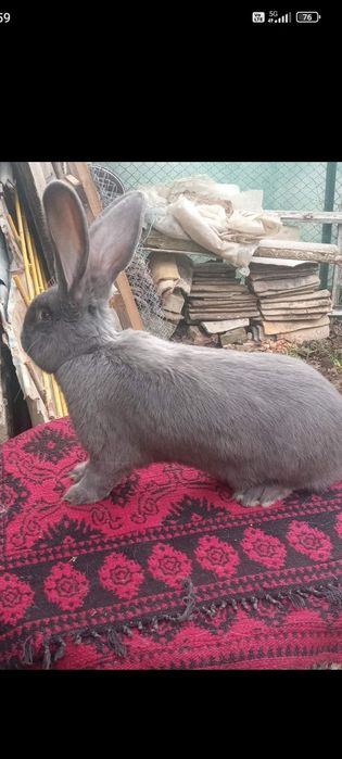 Зайци сини и черни немски гиганти,както и кочовати зайци.