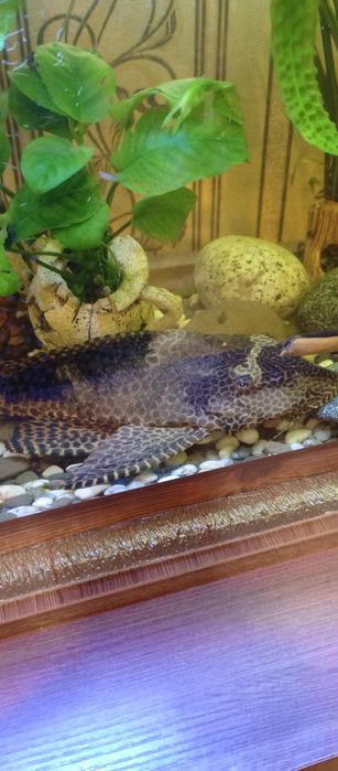 Аквариум 80 литров