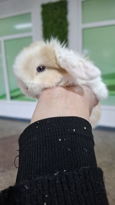 Поступление карликовых крольчат