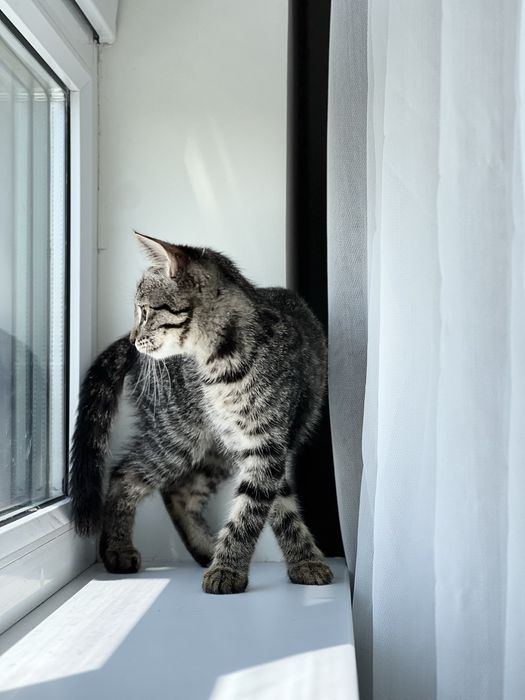Котенок девочка очень ласковая