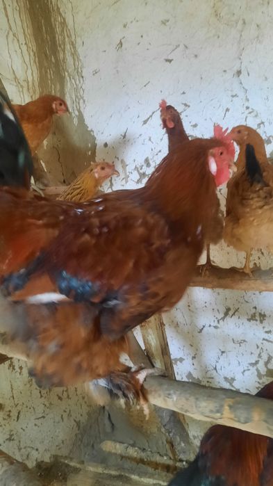 Хурозлар сотилади соглом  хонаки брама аралаш