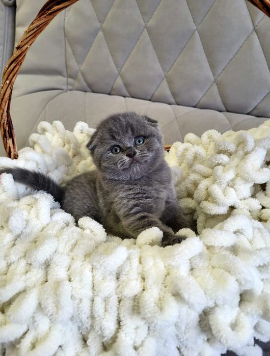 Девочка и Мальчик.  Скоттиш Фолд.