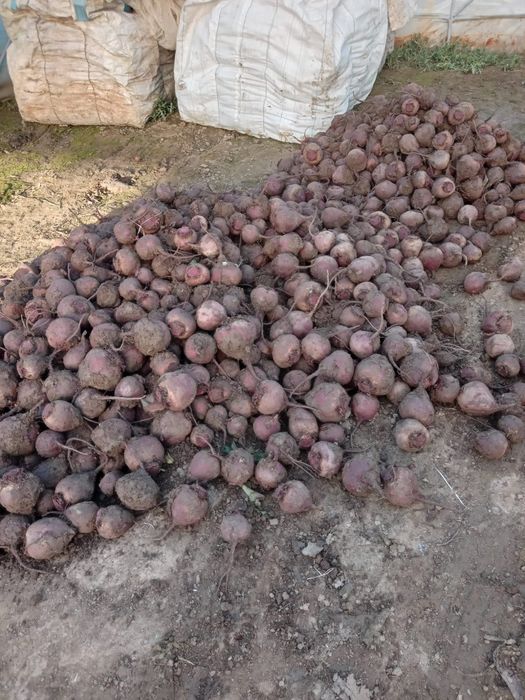 Sfecla rosie,calitate,cantitate