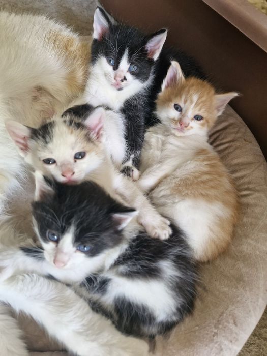 Подарявам малки котета