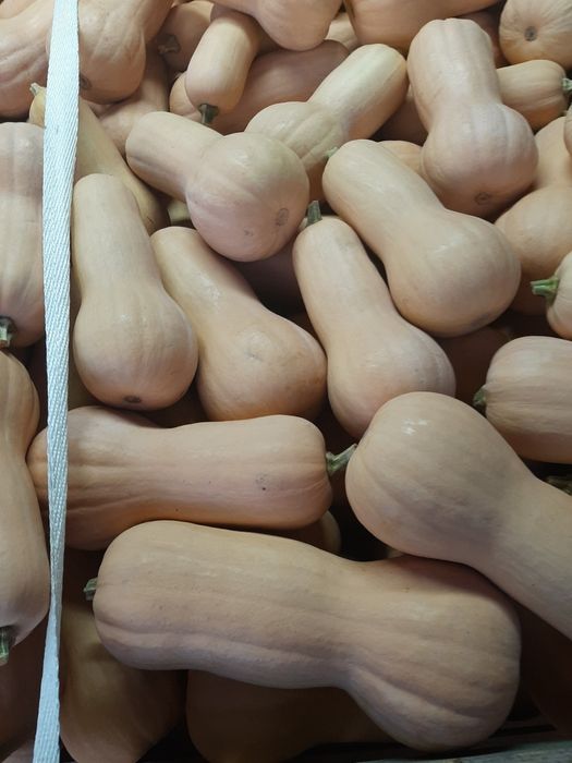 Български тикви (тиква)