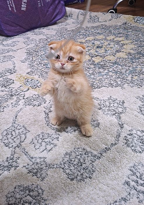 Вислоухая вислоухи(й)(е) котёнок кошк(а)(и) шотландски(е)(й) котёнок ш