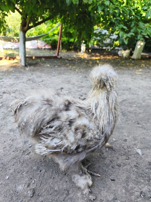 Cocosi Mătase Japoneza și Strumski
