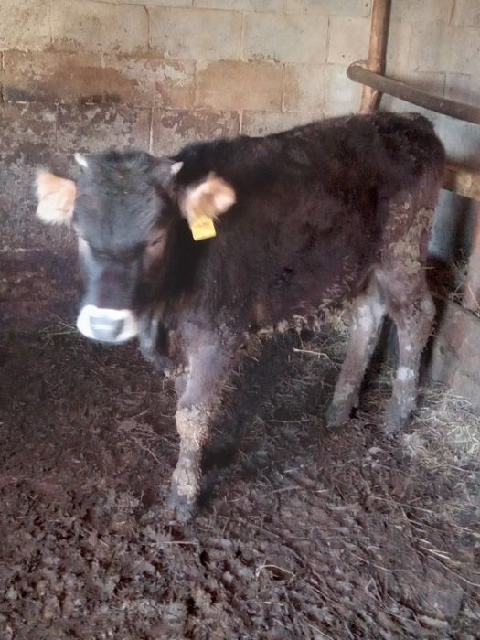 Срочно сатылады. Продаётся тёлочка