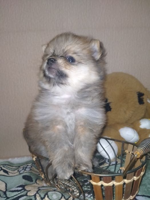 Померанский шпиц