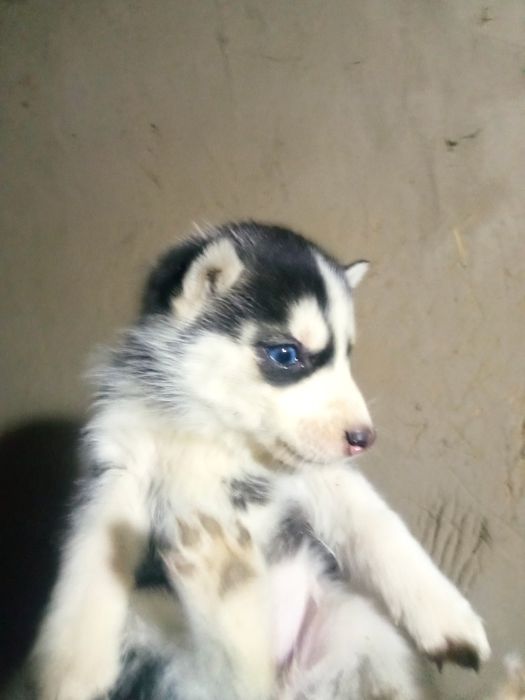 Хаски 1,5 айлык кушиктери