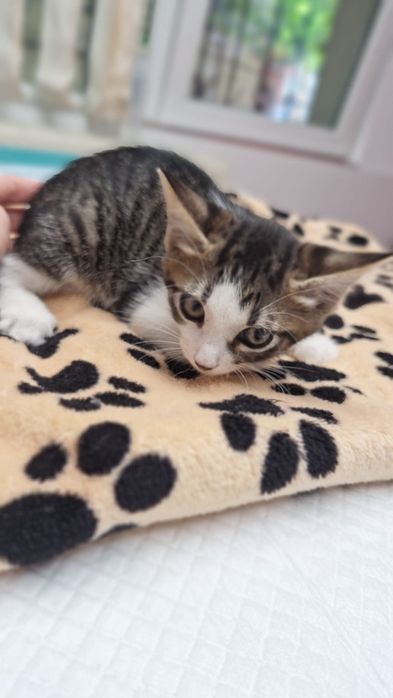 Adopție pui pisoi două luni