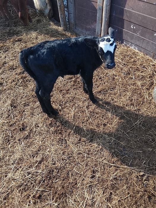 Продам тёлочки ,