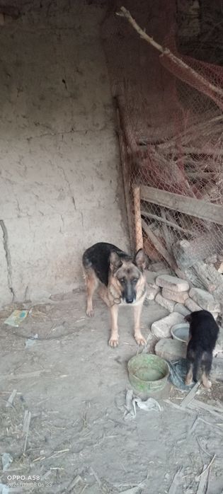 Немецкий авчарка сотилади.